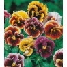 Panselute Frou Frou Mixed (75 sem)