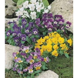 Panselute Viola Comedy Mixed F2 (50 sem)