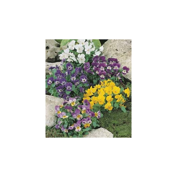 Panselute Viola Comedy Mixed F2 (50 sem)