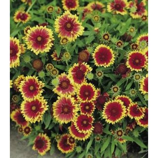 Gaillardia Goblin, 100 seminte
