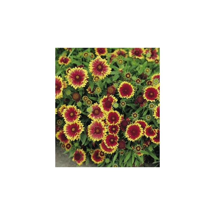 Gaillardia Goblin, 100 seminte