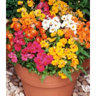 Seminte de Nemesia Carnival Mix, 500 seminte