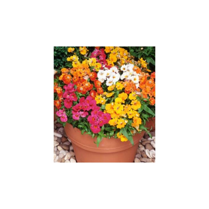 Seminte de Nemesia Carnival Mix, 500 seminte