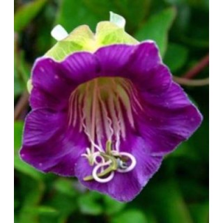 Cobaea Scadens, 20 sem