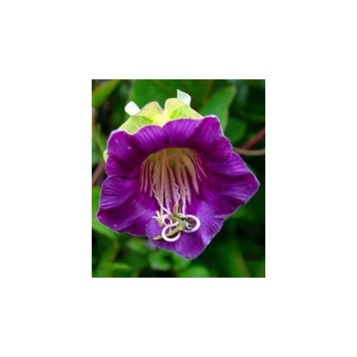 Cobaea Scadens, 20 sem