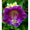 Cobaea Scadens, 20 sem