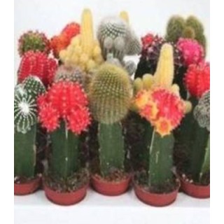 Cactus mix, 1 g