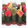 Cactus mix, 1 g