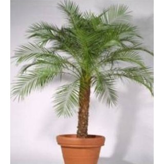 Palmier Phoenix (1 g)
