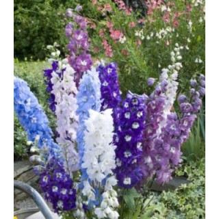 Seminte de nemtisor, Delphinium, High Society F1