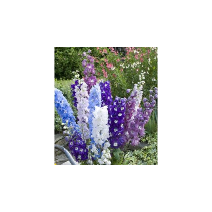 Seminte de nemtisor, Delphinium, High Society F1