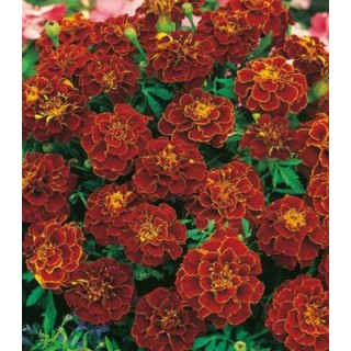 Craite Red Cherry, 60 seminte