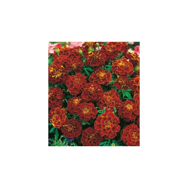 Craite Red Cherry, 60 seminte