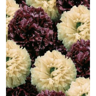 Seminte de mac de gradina Irish Velvet cu floare batuta