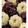 Seminte de mac de gradina Irish Velvet cu floare batuta
