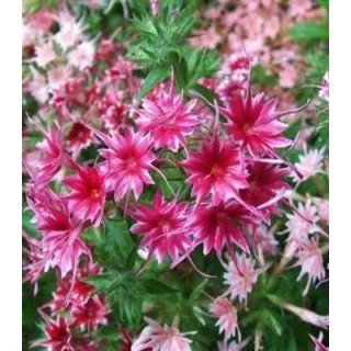 Brumarele (Phlox) Twinkle Mix, 200 seminte