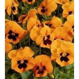 Viola (Panselute) orange cu negru