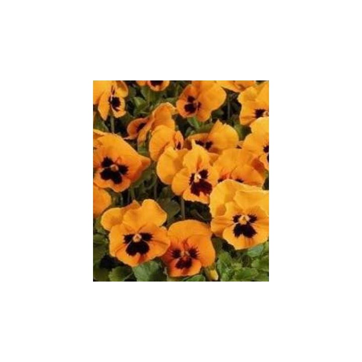 Viola (Panselute) orange cu negru