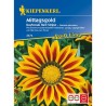 Gazania Daybreak