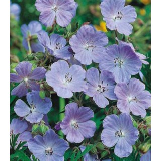 Ciocul berzei - Meadow Cranesbill, 20 seminte