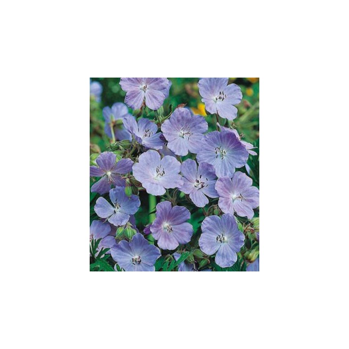 Ciocul berzei - Meadow Cranesbill, 20 seminte