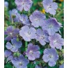 Ciocul berzei - Meadow Cranesbill, 20 seminte