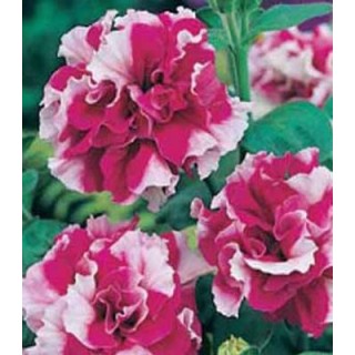 Petunia Cherry Tart F1 (40 sem)