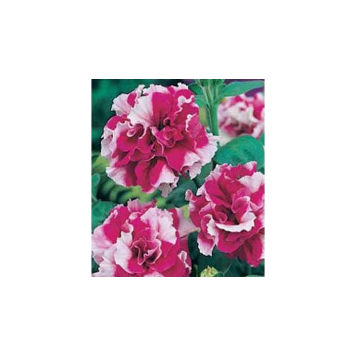 Petunia Cherry Tart F1 (40 sem)