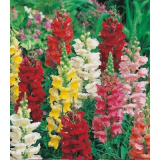 Gura leului Antirrhnium Rust Resistant Mixed 1000 seminte