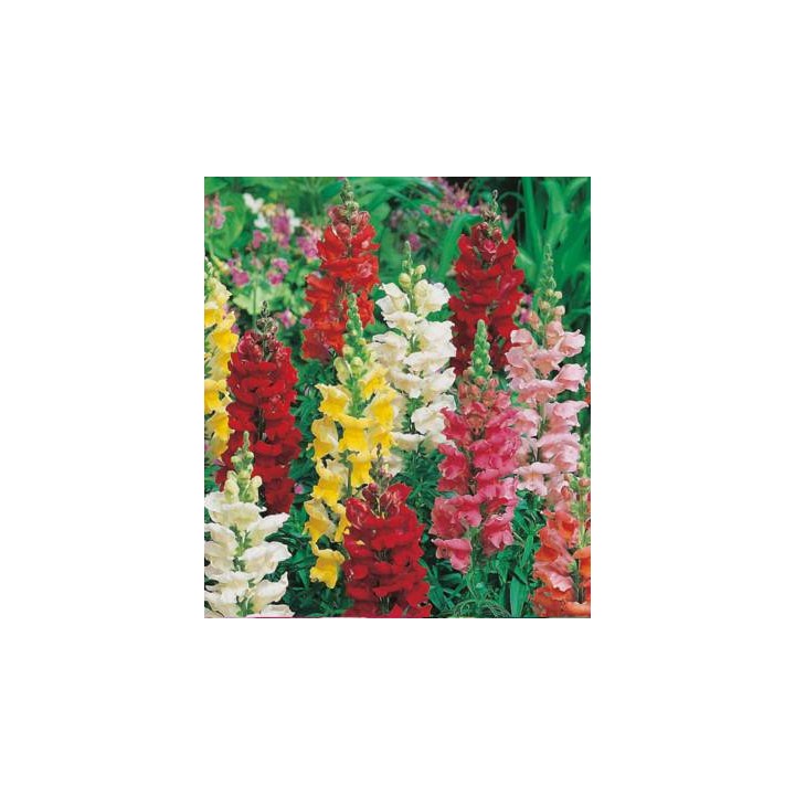 Gura leului Antirrhnium Rust Resistant Mixed 1000 seminte