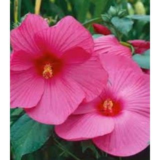 Luna Mix F1 - Hibiscus moscheutos, 15 seminte