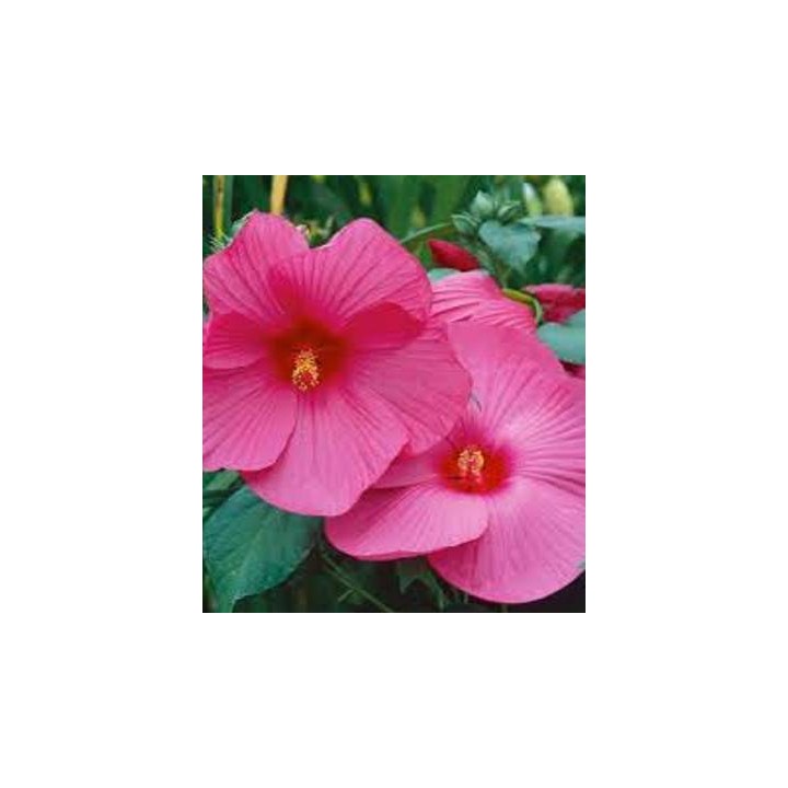 Luna Mix F1 - Hibiscus moscheutos, 15 seminte