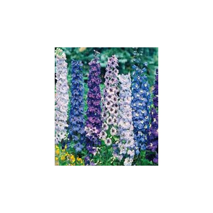 Delphinium, 60 seminte