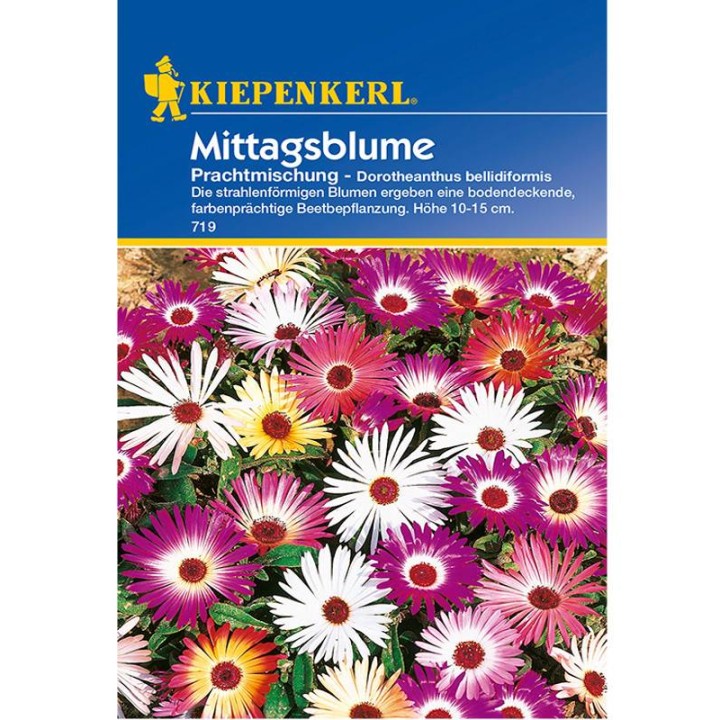 Dortheanthus Mix, 75 seminte