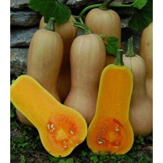 Seminte de dovleac de copt Delicios Waltham Butternut