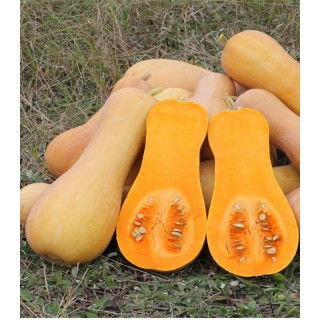 Seminte de dovleac Waltham Butternut 250 gr