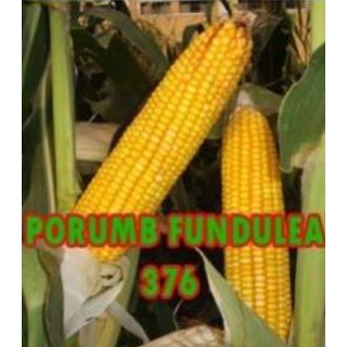 Seminte de Porumb Fundulea 376, sac 10 kilograme