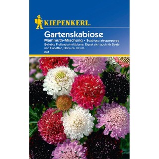 Scabiosa Mammuth Mix (30 seminte)
