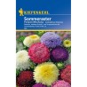 Ochiul Boului Pompon Inalt (50 sem)