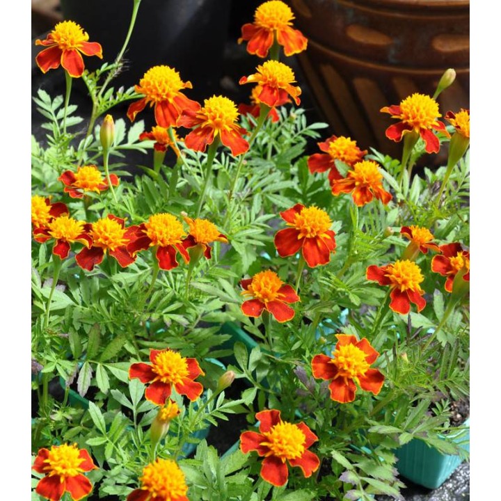 Craite Orangeflamme 40 seminte