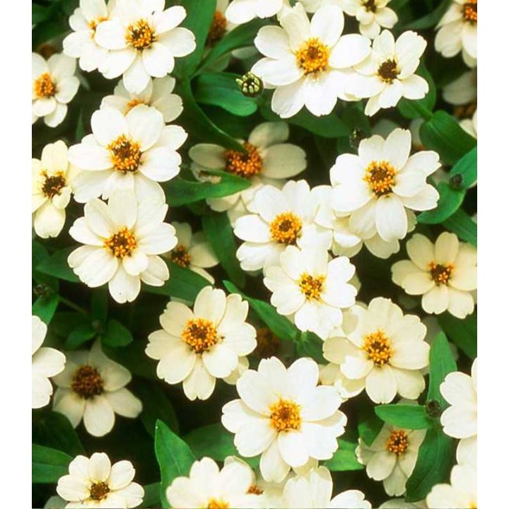 Carciumarese Profusion White