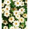 Carciumarese Profusion White