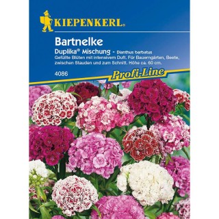 Seminte Garofite Duplika