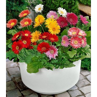 Gerbera Gigant Mix