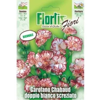 Garoafe Chabaud alb cu roz - 0.5 grame