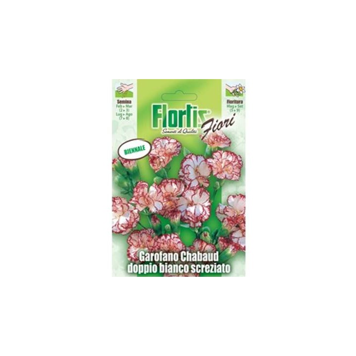 Garoafe Chabaud alb cu roz - 0.5 grame