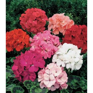Seminte de muscate Geranium zonale doppio mix (0,1 gr)