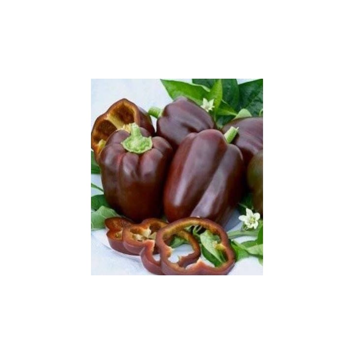 Seminte ardei Sweet Chocolate