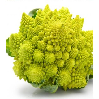 Conopida Romanesco, 5 grame