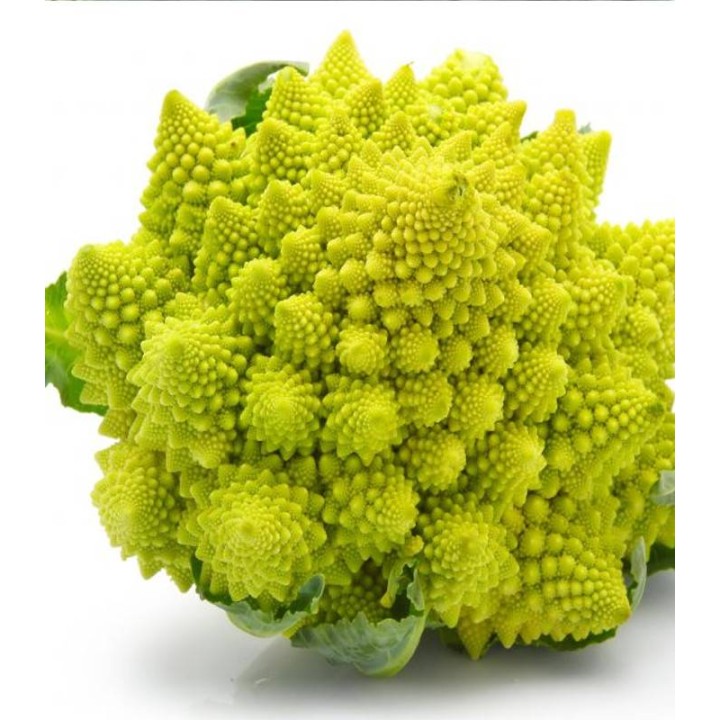 Conopida Romanesco, 5 grame
